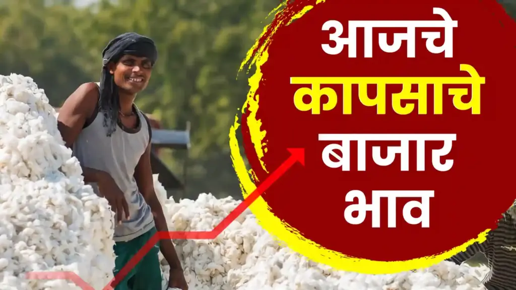 कापूस दरात मोठी उसळी: हिंगणघाट, सिंदी-सेलूमध्ये ८००० चा टप्पा पार, शेतकऱ्यांच्या आशा पल्लवित!