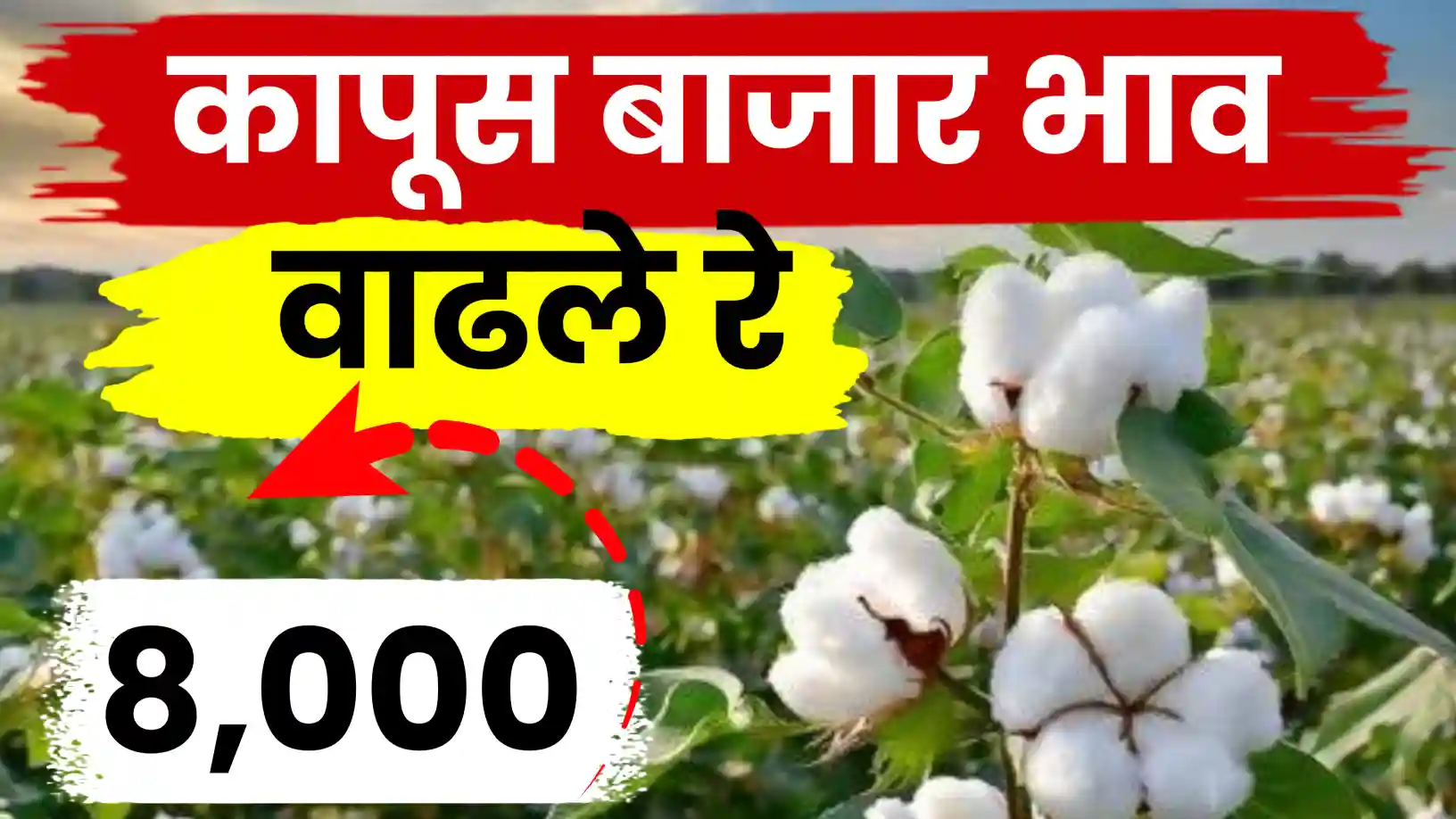 कापूस बाजारात ८००० चा टप्पा कायम