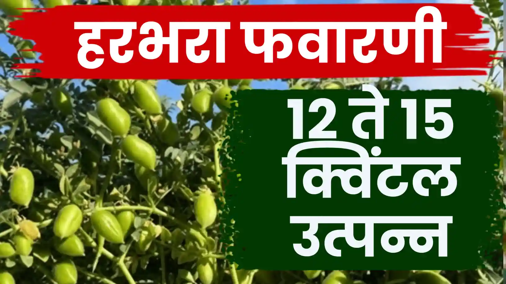 हरभऱ्याचे उत्पादन १२ ते १५ क्विंटलपर्यंत