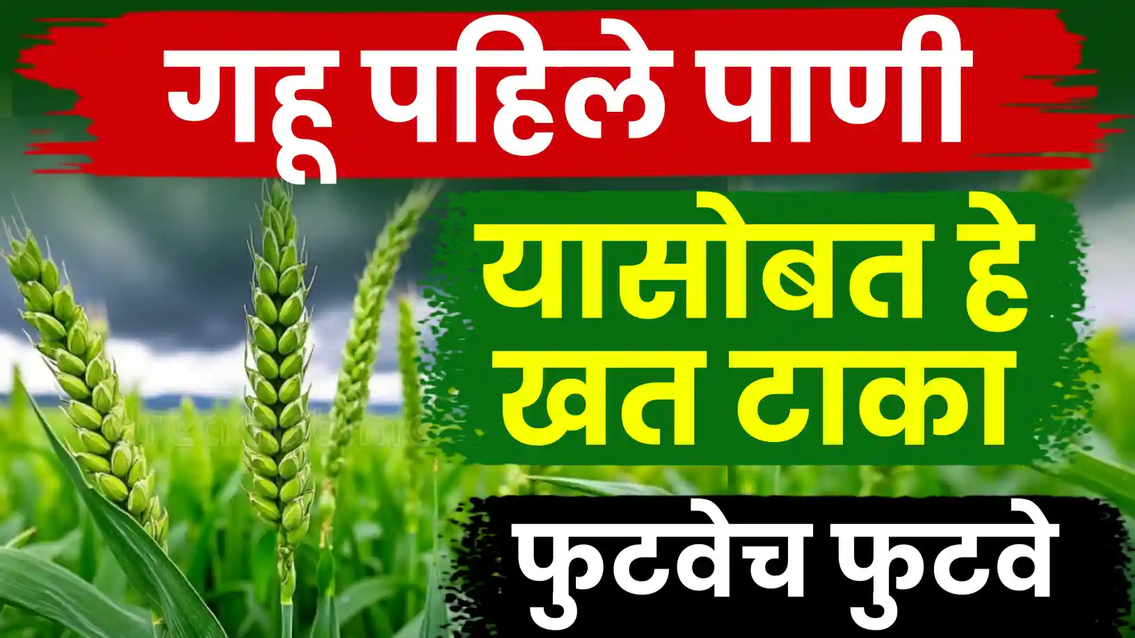 गहू पहिले पाणी व्यवस्थापन