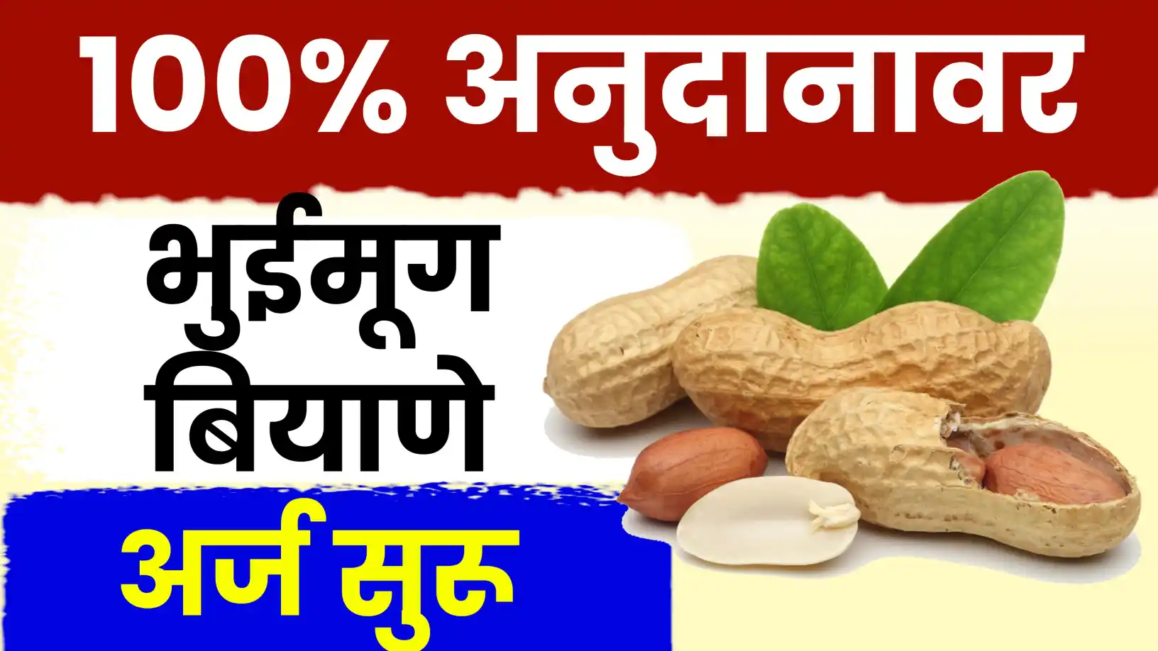 १००% अनुदानावर भुईमूग बियाणे