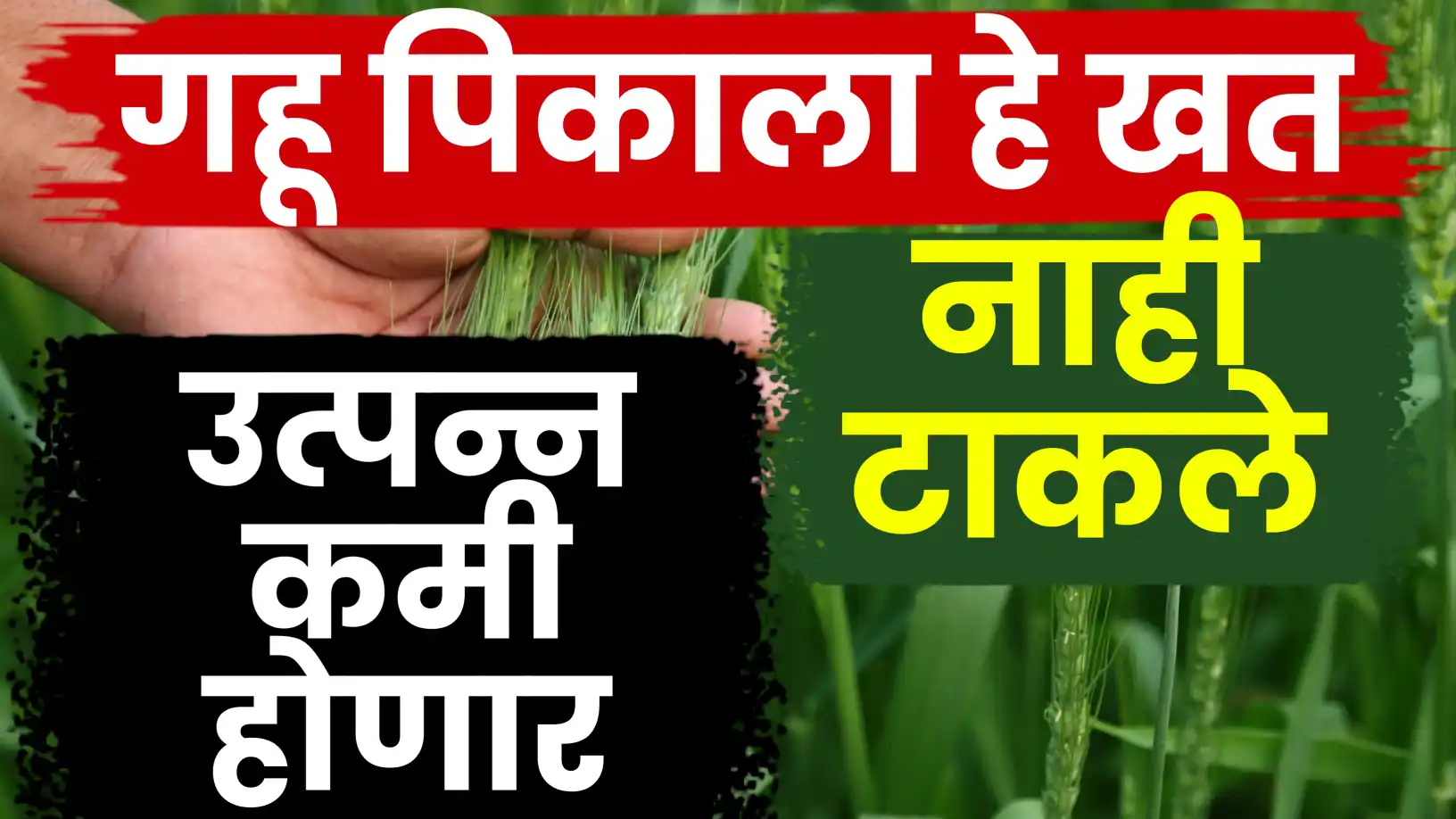 गहू आणि भात (धान) पिकांसाठी 'झिंक' (Zinc) चे महत्त्व