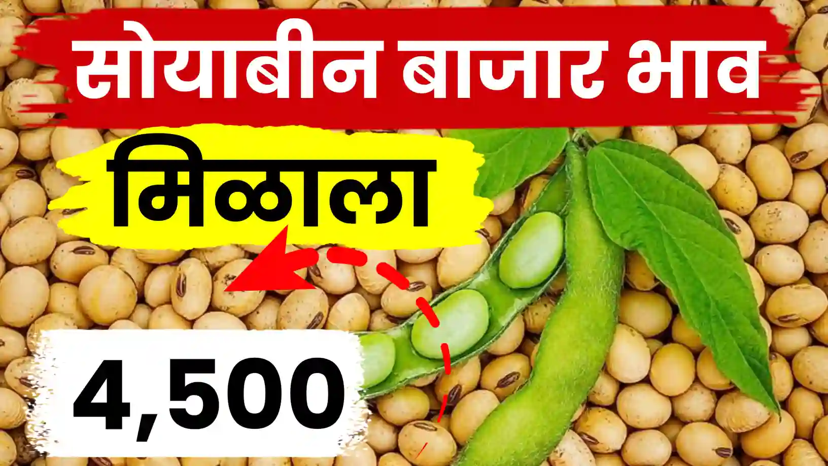 सोयाबीन बाजारात ४५०० चा आधार कायम