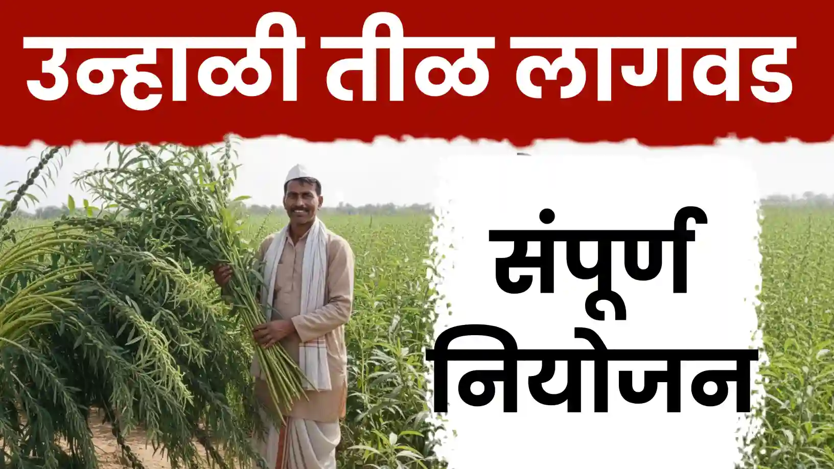 उन्हाळी तीळ लागवड