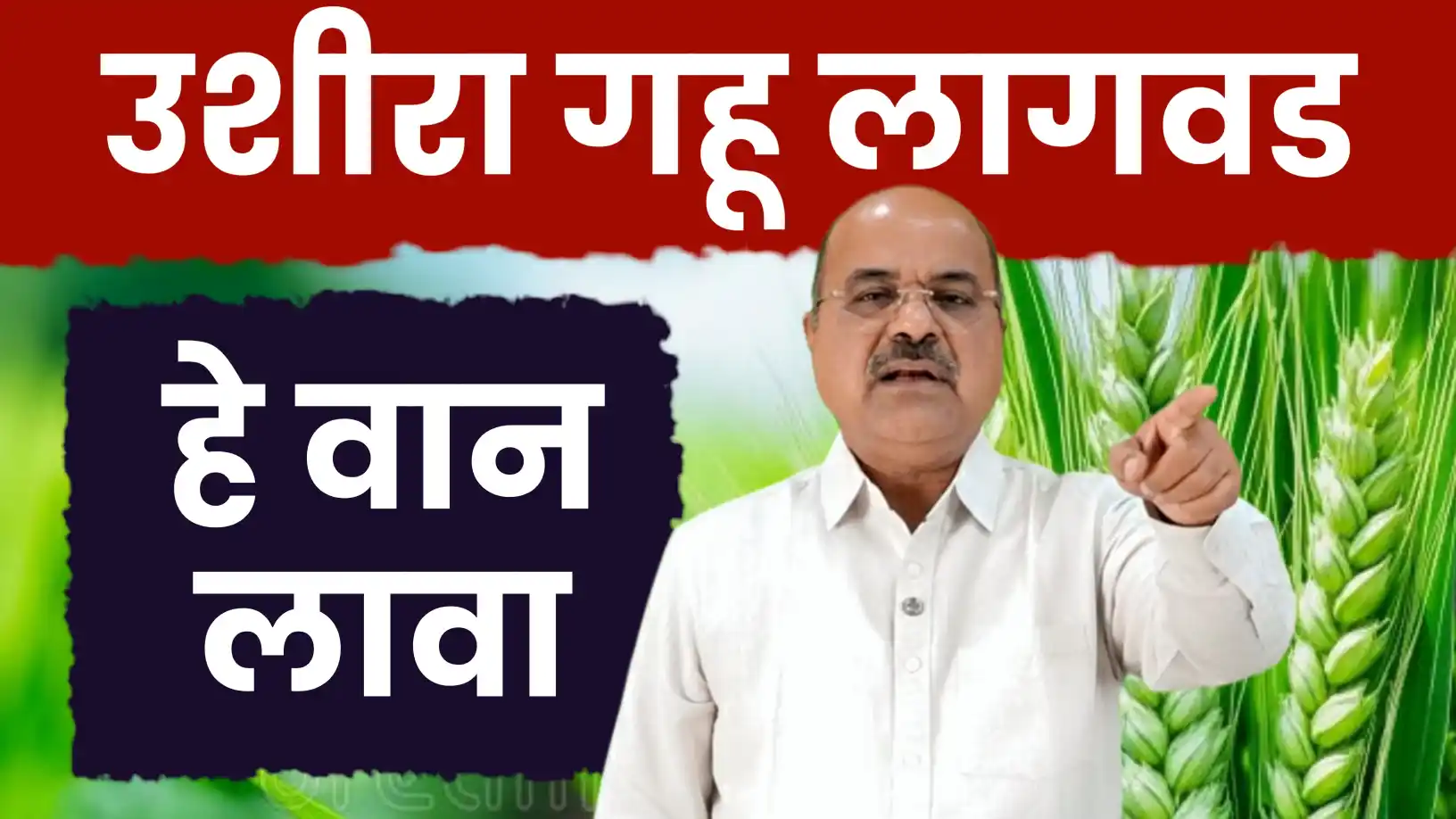 गहू पेरणीचे सुधारित तंत्रज्ञान