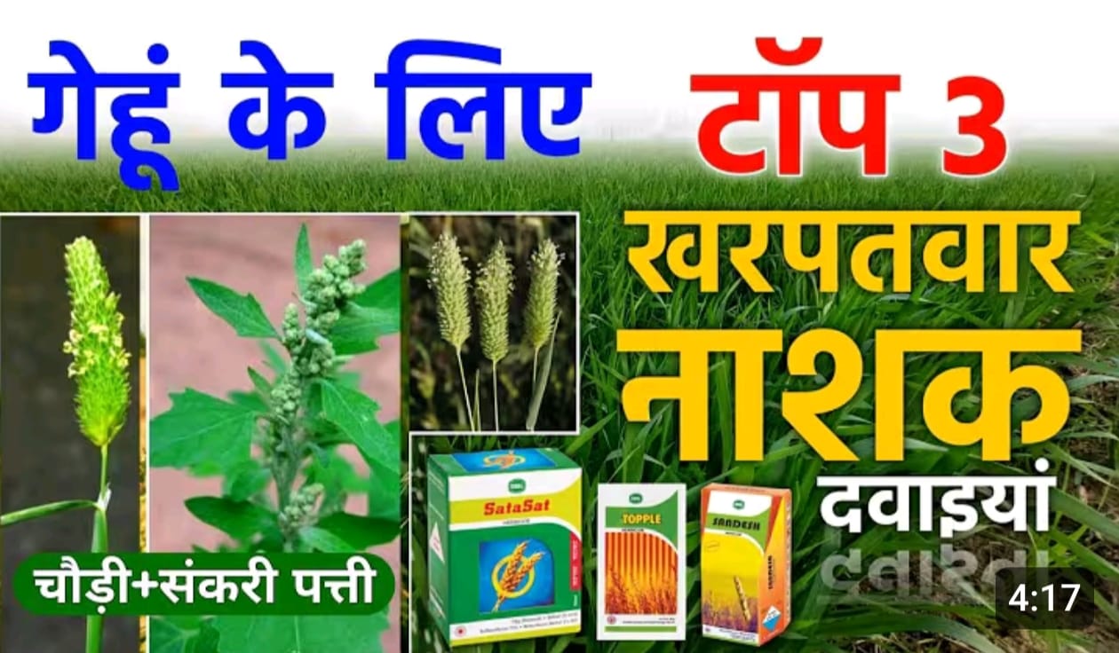 गेहूं के टाँप 8 खनपवार नाशक