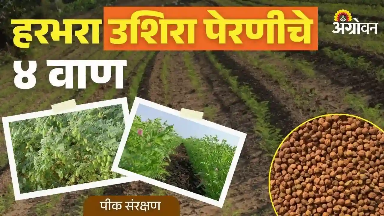 हरभरा पिकाचे उशिरा पेरणीचे वाण