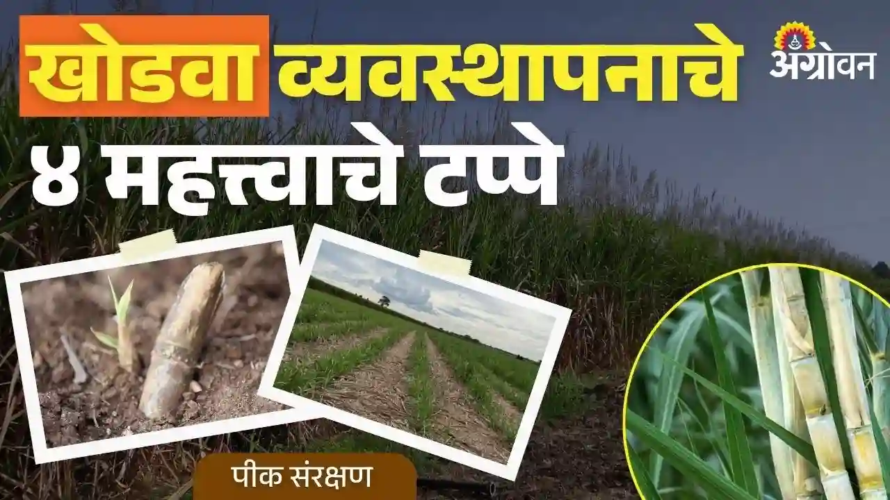 खोडवा ऊस नियोजन