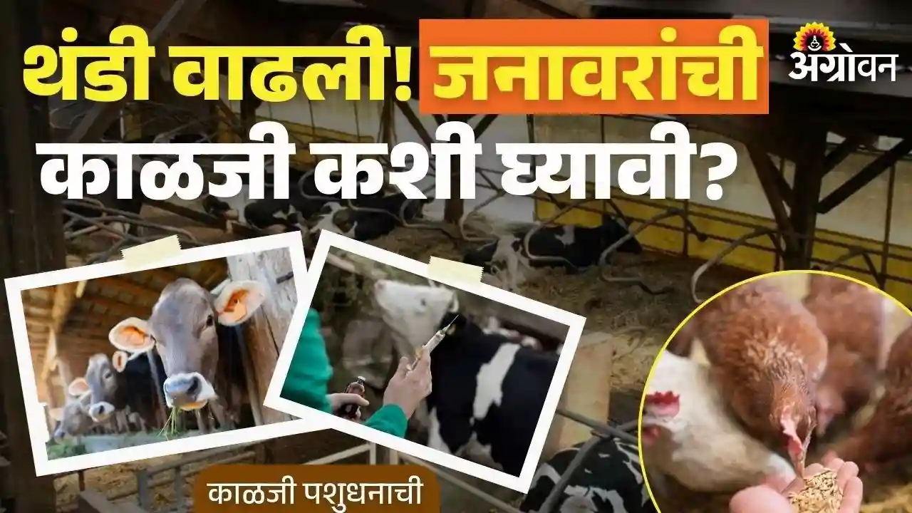 थंडीमध्ये जनावरांच्या आरोग्याची काळजी